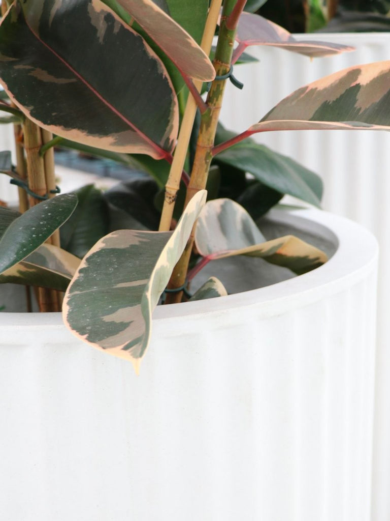 Piako Ribbed Cylinder Planter in White